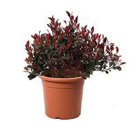 KENTIS - Photinia Nain Little Red Robin - Plantes de Haie Sempervirentes - Vraie Plante d'Extérieur Résistante - H 70-80 cm Pot Ø 24 cm