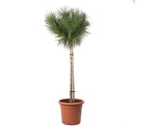 KENTIS - Pin - Pinus Pinea - Vraies Plantes d'Extérieur Naturelles - Plante de Jardin d'Ornement - H 125-150 cm Pot Ø 30 cm