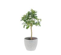 KENTIS - Plante de La Main de Bouddha - Vraies Plantes d'Extérieur - Arbres Fruitiers en Pot - H 70-80 cm Ø 20 cm