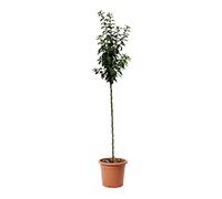 KENTIS - Plante Néflier - Vraies Plantes d'Extérieur - Arbre Fruitier de Jardin d'Ornement - Pot de Culture Ø 28 cm