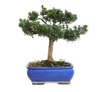 KENTIS - Podocarpus Macrophyllus Bonsaï - Plantes d'Intérieur et d'Extérieur - Balcon de Jardin d'Appartement - Pot en Céramique de 29 cm