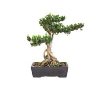 KENTIS - Podocarpus Macrophyllus Bonsaï - Plantes d'Intérieur et d'Extérieur - Balcon de Jardin d'Appartement - Pot en Céramique de 38 cm
