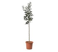 KENTIS - Poirier Williams Rouge - Vraies Plantes d'Extérieur - Arbre Fruitier de Jardin d'Ornement - Pot de Culture Ø 28 cm