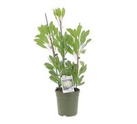 KENTIS - Protea White King - Plantes Fleuries Vertes d'Extérieur - Plante de Jardin et Balcon - H 50-60 cm Pot Ø 17 cm