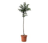 KENTIS - Prune Mirabelle de Nancy - Vraies Plantes d'Extérieur - Prunus Domestica - Arbre Fruitier de Jardin d'Ornement - Pot de Culture Ø 24 cm