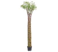 KENTIS - Saule tressé - Salix - Plante d'extérieur résistante au froid - Plante ornementale de jardin - H 190-200 cm Pot Ø 24 cm