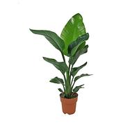 KENTIS - Strelitzia Nicolai - Oiseau de Paradis - Vraies Plantes d'Intérieur - Hauteur 75-90 Pot de Ø 19 cm