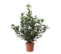 KENTIS - Viburnum Lucidum - Plante de Viorne - Plantes de Haies - Vraies Plantes d'Extérieur Résistantes Sempervirens - H 80-100 cm Pot de Culture Ø 24 cm