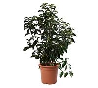 KENTIS - Viburnum Lucidum - Plante de Viorne - Plantes de Haies - Vraies Plantes d'Extérieur Résistantes Sempervirens - H 125-150 cm Pot de Culture Ø 30 cm
