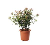 KENTIS - Viburnum Tinus 'Eve Price' - Plante de Viorne - Vraies Plantes de Haies d'Extérieur Résistantes Sempervirens - H 40-50 cm Pot de Culture Ø 18 cm