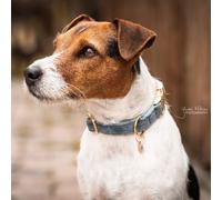 Kentucky Dogwear collier pour chien Collier en velours Bleu clair S