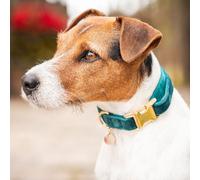 Kentucky Dogwear collier pour chien Collier en velours Emerald L