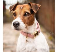 Kentucky Dogwear Collier pour chien Collier en velours Old Rose XS