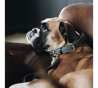 Kentucky Dogwear Collier pour chien en nylon plaqué - Grey , Taille:L