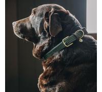 Kentucky Dogwear Collier pour chien Nylon tressé