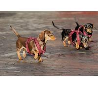 Kentucky Dogwear harnais pour chien Aktiv Velvet, taille:XS, couleur:noir