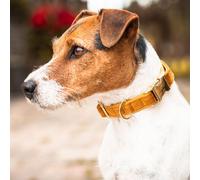 Kentucky Dogwear Velvet Dog Collar Collier de chien