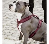 Kentucky Harnais Pour Chien Active Velvet