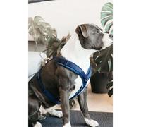 Kentucky Harnais Pour Chien Active Velvet