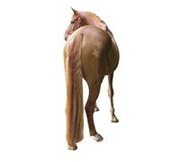 Kerbl 321900 Lot de 3 pochoirs pour Chevaux