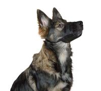 Kerbl Chien Muselière Nylon 22-30 cm Noir