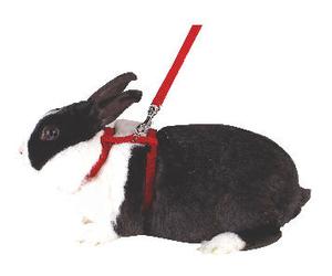 Kerbl Ensemble Harnais et laisse pour lapins Laisse 140cm, ajustable