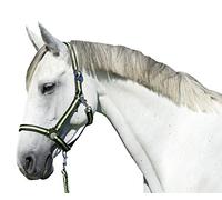 Kerbl Hippo Tête Collier, Mixte, Hippo, Anthracite/Lemon