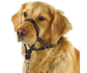 Kerbl Pet Collier d'éducation Maxi Coach Noir, 32cm