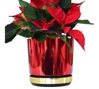KERD Pot de Noël 12 cm Rouge Or Brillant pour Étoile de Noël | Cache-Pot Écologique Duo avec Soucoupe et Drainage | Décoration Festive