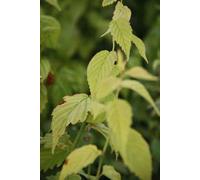 Kerria jap. 'Golden Guinea' - Renoncule 40- 50 cm - conteneur