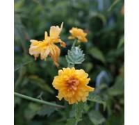 Kerria japonica - Corète du Japon En pot 1.5 litre