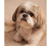 KESIMO 5D Diamant Peinture Noël, Shih Tzu Chien Diamant Peinture, DIY Strass Image, Broderie Au Point De Croix Pour La Décoration Murale Principale 50x60CM
