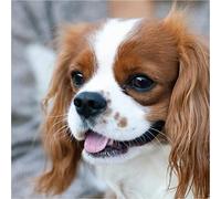 KESIMO DIY 5D Diamond Painting By Number Kits, Diamond Crystal Gem Art Painting, Parfait pour la décoration murale de la maison-Cavalier King Charles Spaniel, Animal 50x50CM