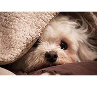 KESIMO Puzzle 1000 pièces Panorama - Puzzle Adultes - Puzzle Premium - A partir de 14 Ans - Chiens Bichon 50x70cm 50x70CM