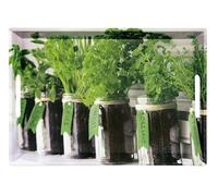Plateaux & présentoirs - Plateau de service motif Herbes aromatiques - 48 x 30 cm - Mélamine Vert