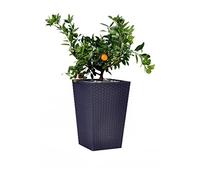 KETER RATTAN PLANTER M 55,4L Pot moyen, 38,5 x 57 cm, anthracite 17192301