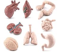 Keuyeo 8 Pièces Modèle D'organe Humain Mini Parties du Corps Réaliste Cerveau Coeur Poumon Foie Estomac Intestin Rein Figure Modèle D'anatomie