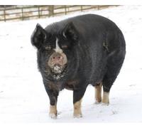 Kevin Milner - Carte de Noël "Snowy Pig" - Carton BZ4014 (Taille unique) (Sel-Blanc/Noir)