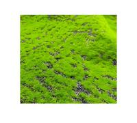 KFDDO Simulation De Plantes Vertes Mousse Artificielle Vertes pour Le Bureau Jardin, Balcon, Salon Magasin PéRiode NoëL(G)