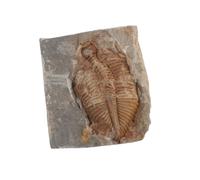 KHBUAB Collection de Fossiles Trilobites Naturels Spécimens Étude pour Enseignement et Exposition Pierre Fossile et Unique
