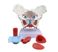 KHSASDDC Modèle de Pelvis de la Taille de la Vie, modèle de Squelette de Pelvis féminin, Organes Amovibles incluent l'utérus, Le côlon et la vessie