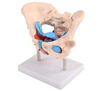 KHSASDDC Pelvis féminin et modèle Perineum avec Organes Amovibles, Muscle de Plancher pelvien féminin Modèle Anatomique et utérus vagin ovaire, vessie
