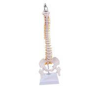 KiBcsLic Modèle de Colonne Vertébrale Humaine Suspendue avec Support D'exposition Détaillé, Comprenant Le Bassin et Le Fémur.