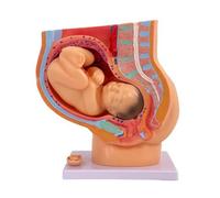 KiBcsLic Modèle Reproduction Féminine avec Fœtus Neuf Mois Coupe Maquette Grossesse 9 Mois Médical pour Sages-Femmes, Professeurs, Modèle De Grossesse De Neuf Mois De Taille Naturelle