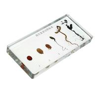 KICHOUSE Spécimen Pédagogique de Croissance de L'arachide en Germination, Modèle Biologique Détaillé pour Enseignement Scientifique, Outil Éducatif Solide pour Laboratoire, Collège