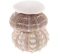 KICHOUSE Support de Plantation Bords Lisses 3pcs pour Plantes Aériennes Naturel en Coquillage D'oursin Décoration Vibrante pour Galeries d'art et Salle à Manger