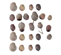 Kichvoe Mini Fruits Secs Naturels 24 Pièces pour Décorations de Noël Soi-même Accessoires de Guirlande et Décoration de Cadre Photo Taille Aléatoire Sapin et Table de Fête