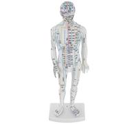 Kichvoe Modèle D'acupuncture Points de Pression Blanc en Plastique Outil Éducatif Corps Humain et Méridiens pour Étudiants et Praticiens en Classe ou Massage