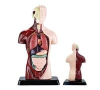 Kids Human Anatomy Model - Detachable Torso Educational Science Toy Kit | Realistic Body Organs Skeleton Learning Model, STEM Study Tool For Children Classroom Teaching Home Learning Activities