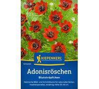 Kiepenkerl Adonis d'Été "Blutströpfchen" - 1 sachet